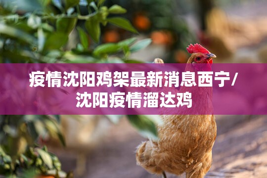 疫情沈阳鸡架最新消息西宁/沈阳疫情溜达鸡