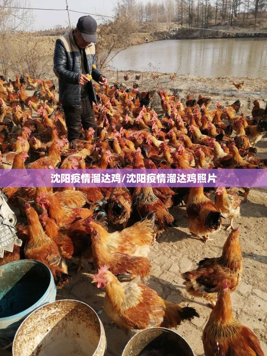 沈阳疫情溜达鸡/沈阳疫情溜达鸡照片