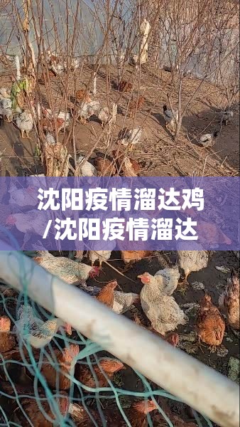 沈阳疫情溜达鸡/沈阳疫情溜达鸡照片