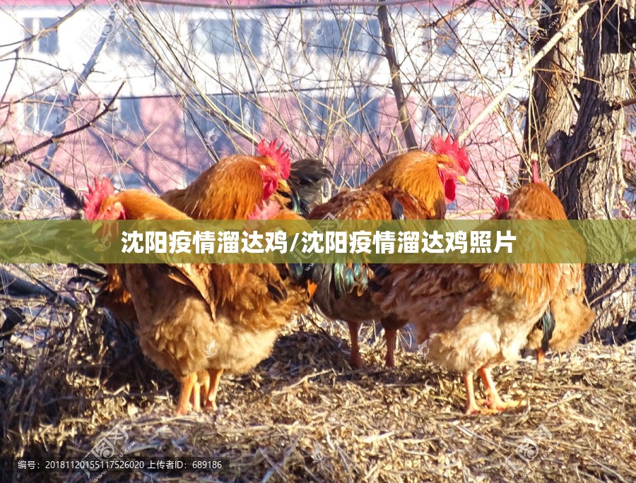 沈阳疫情溜达鸡/沈阳疫情溜达鸡照片