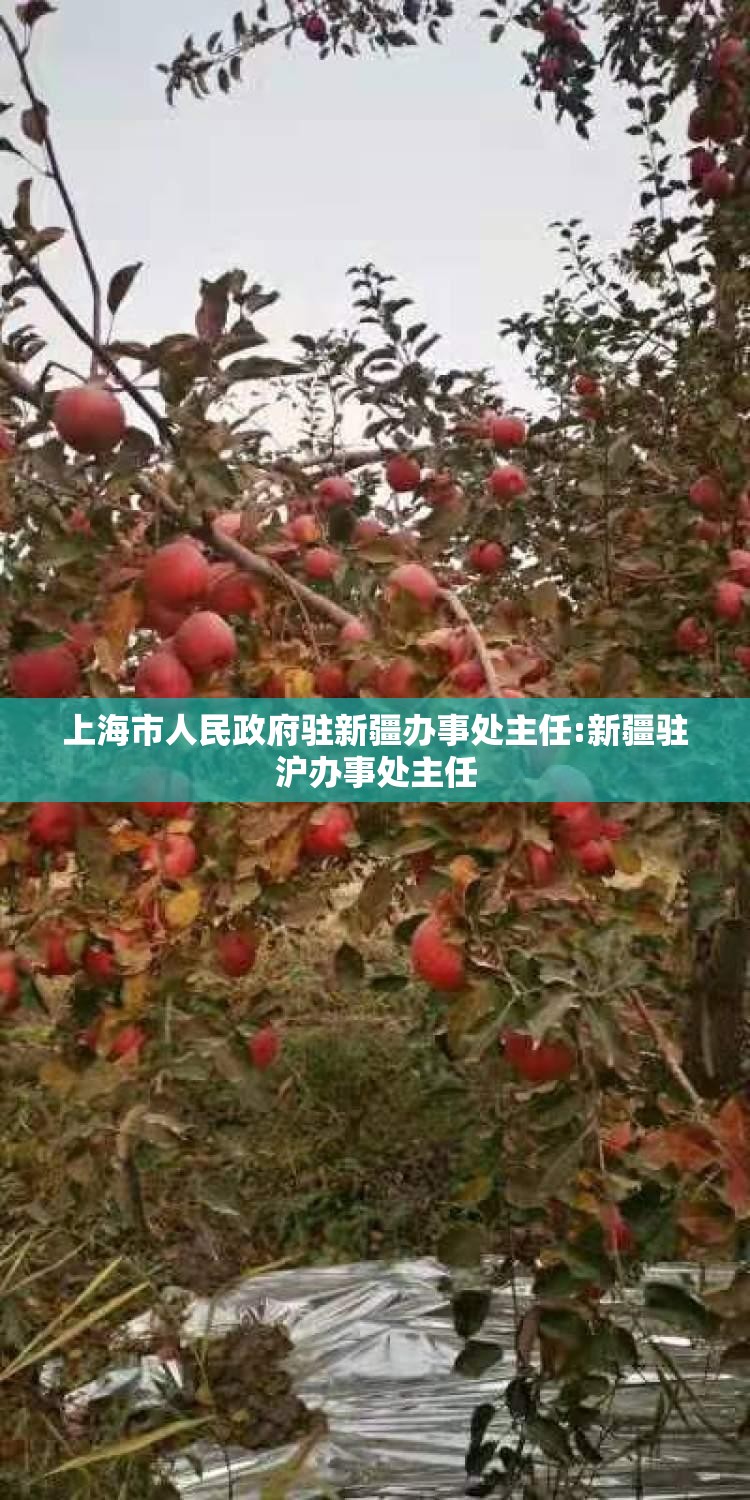 上海市人民政府驻新疆办事处主任:新疆驻沪办事处主任