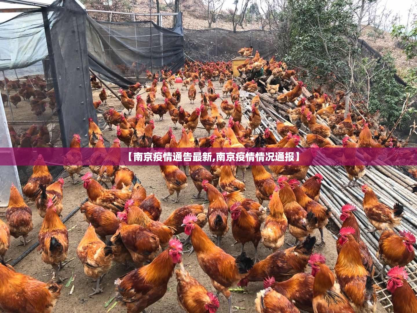【南京疫情通告最新,南京疫情情况通报】