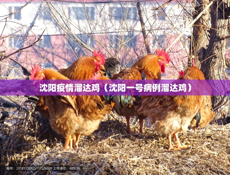 沈阳疫情溜达鸡（沈阳一号病例溜达鸡）