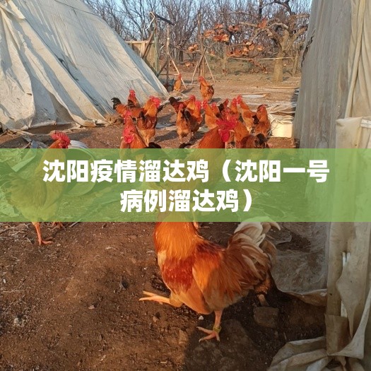 沈阳疫情溜达鸡（沈阳一号病例溜达鸡）