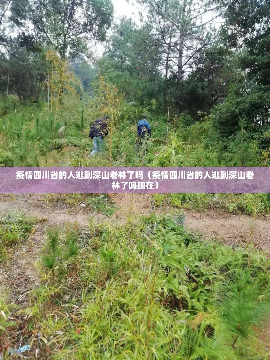 疫情四川省的人逃到深山老林了吗（疫情四川省的人逃到深山老林了吗现在）