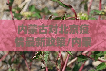 内蒙古对北京疫情最新政策/内蒙古对北京疫情最新政策解读