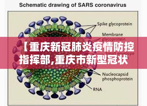 【重庆新冠肺炎疫情防控指挥部,重庆市新型冠状病毒肺炎疫情防控工作】