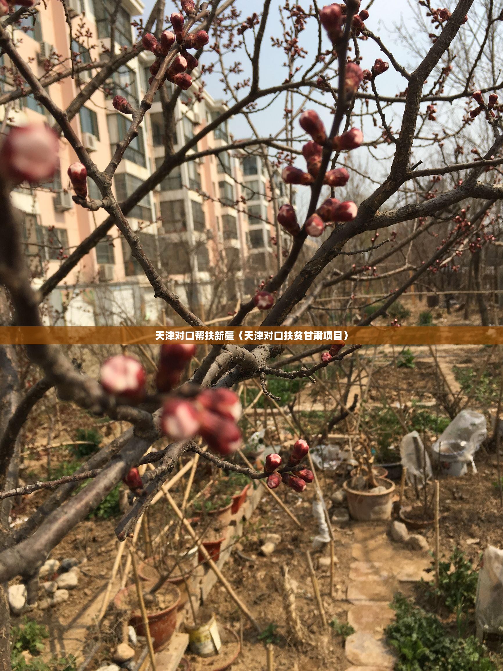 天津对口帮扶新疆（天津对口扶贫甘肃项目）