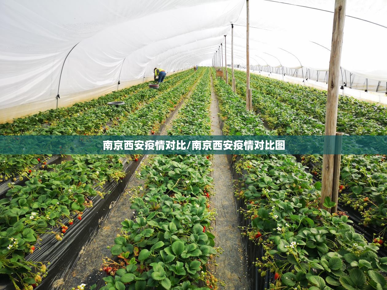 南京西安疫情对比/南京西安疫情对比图