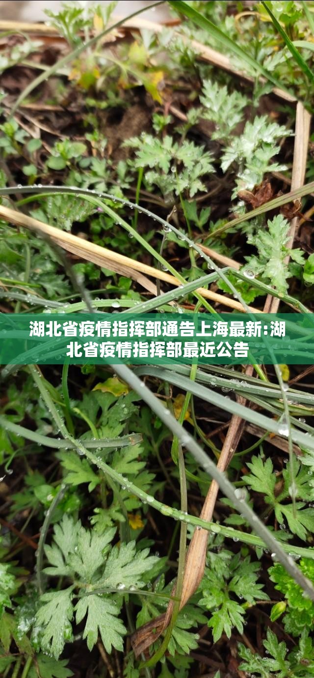 湖北省疫情指挥部通告上海最新:湖北省疫情指挥部最近公告