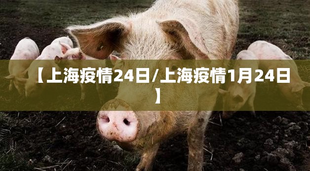 【上海疫情24日/上海疫情1月24日】
