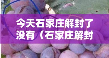今天石家庄解封了没有（石家庄解封了没有啊）