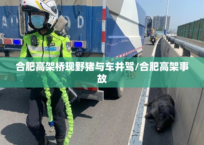 合肥高架桥现野猪与车并驾/合肥高架事故