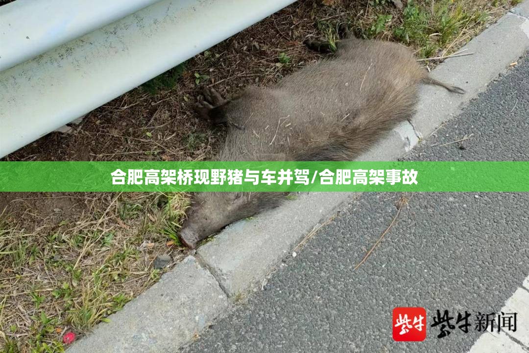 合肥高架桥现野猪与车并驾/合肥高架事故
