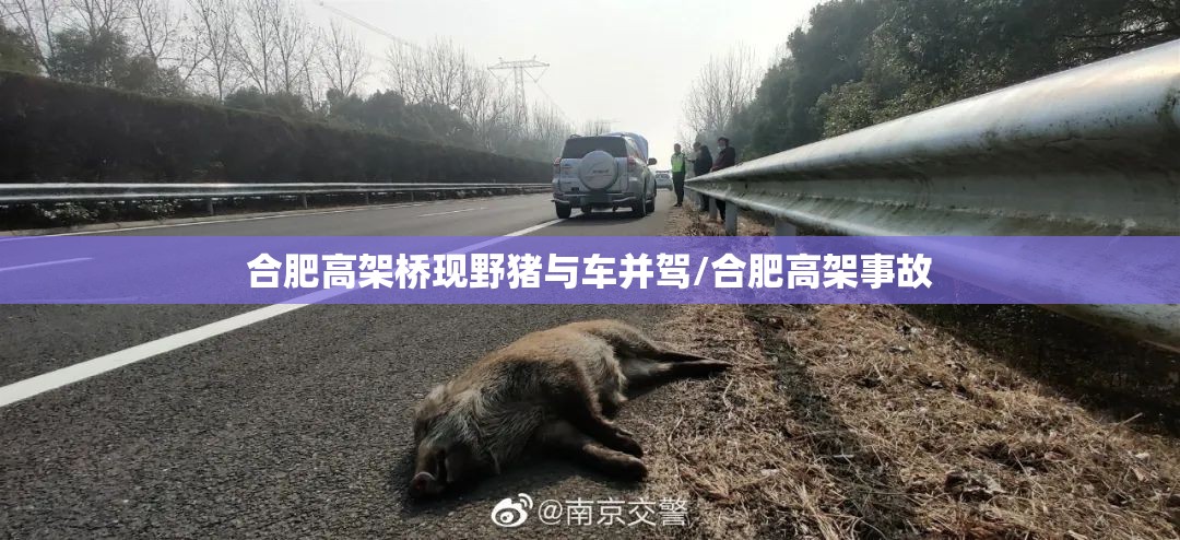 合肥高架桥现野猪与车并驾/合肥高架事故