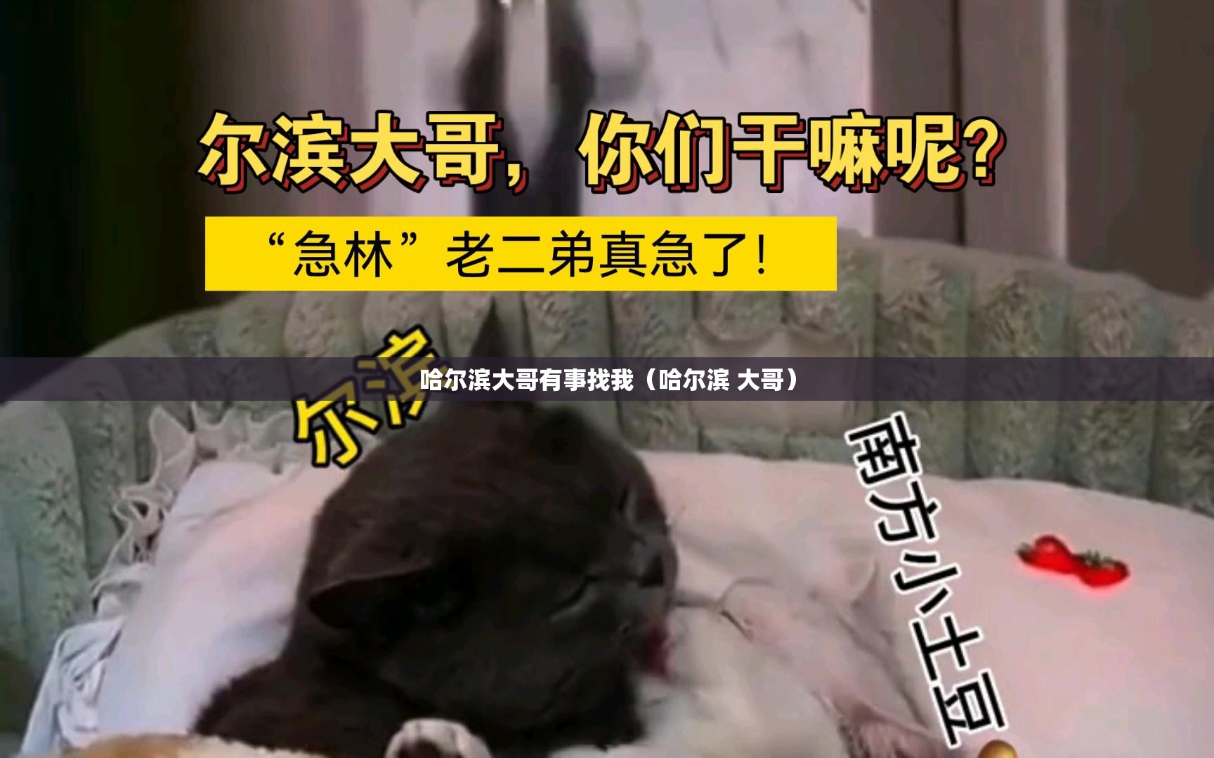 哈尔滨大哥有事找我（哈尔滨 大哥）