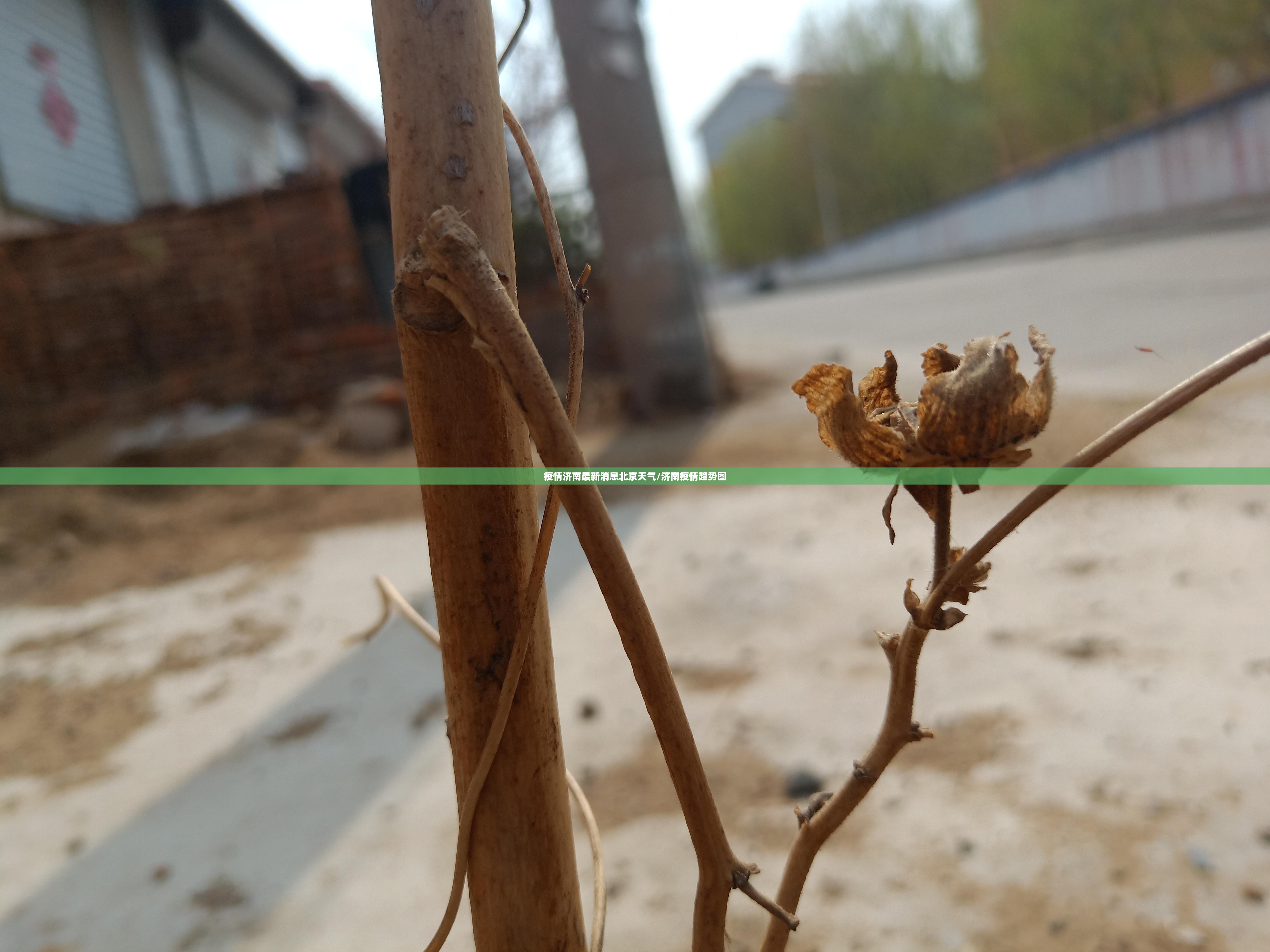 疫情济南最新消息北京天气/济南疫情趋势图