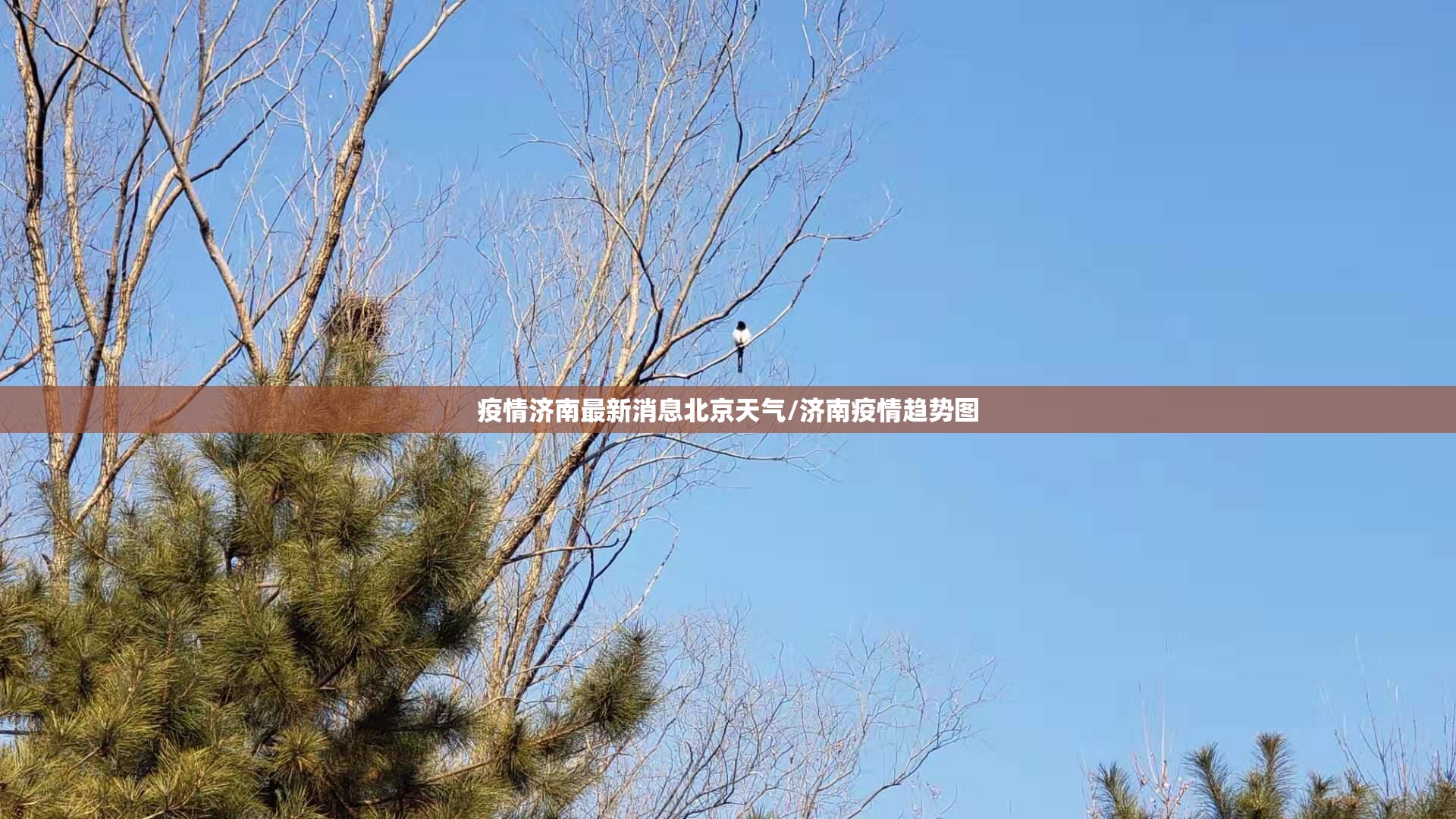疫情济南最新消息北京天气/济南疫情趋势图
