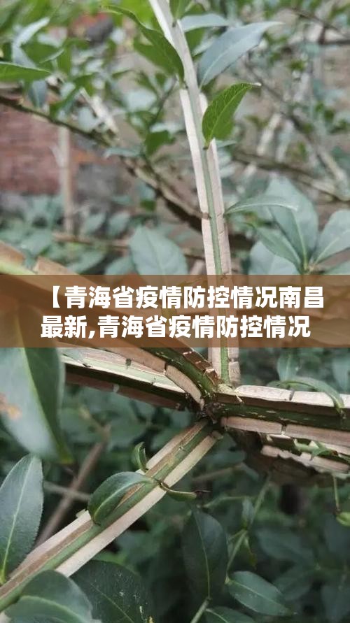 【青海省疫情防控情况南昌最新,青海省疫情防控情况南昌最新消息】