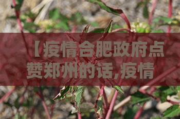 【疫情合肥政府点赞郑州的话,疫情合肥政府点赞郑州的话怎么说】