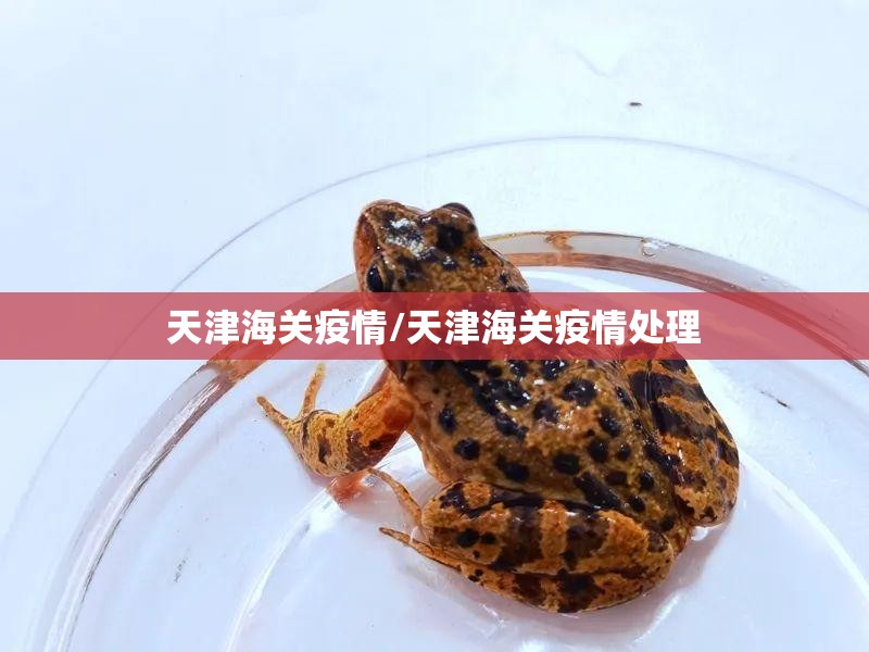 天津海关疫情/天津海关疫情处理
