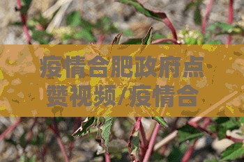 疫情合肥政府点赞视频/疫情合肥政府点赞视频大全