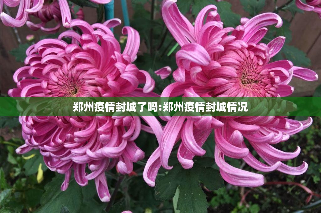 郑州疫情封城了吗:郑州疫情封城情况