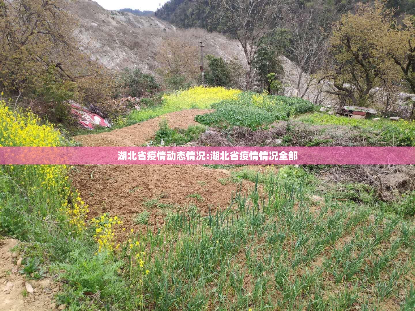 湖北省疫情动态情况:湖北省疫情情况全部