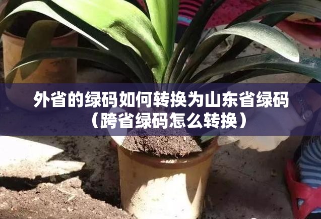 外省的绿码如何转换为山东省绿码（跨省绿码怎么转换）